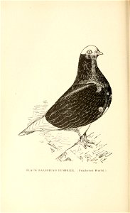 n189_w1150