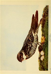 n229_w1150