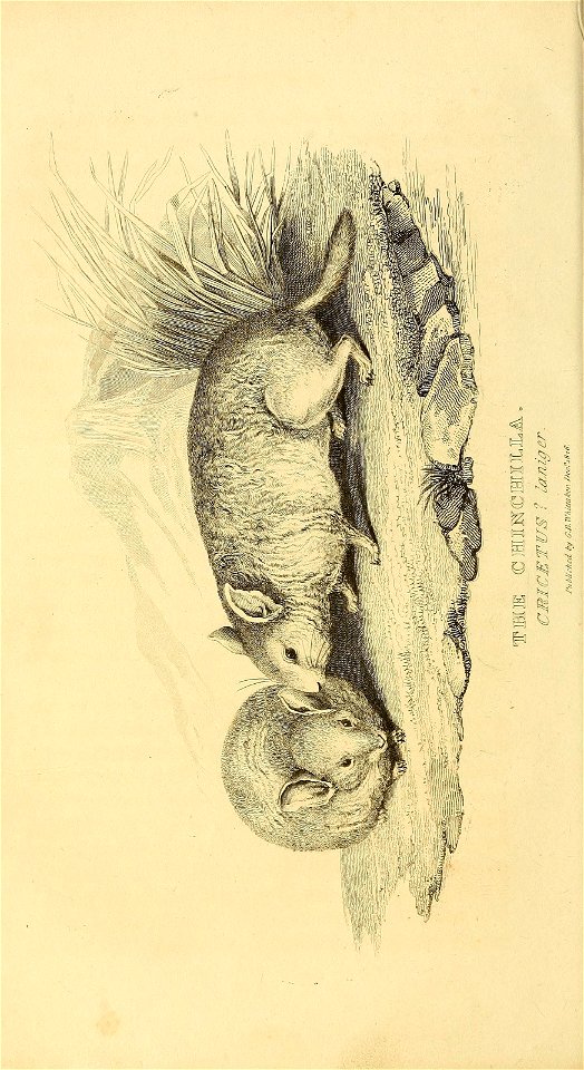 n191_w1150