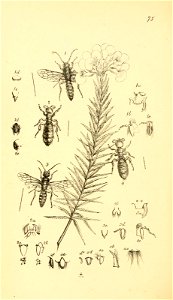 n455_w1150