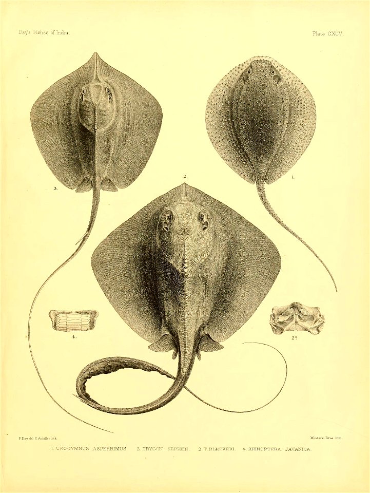n406_w1150