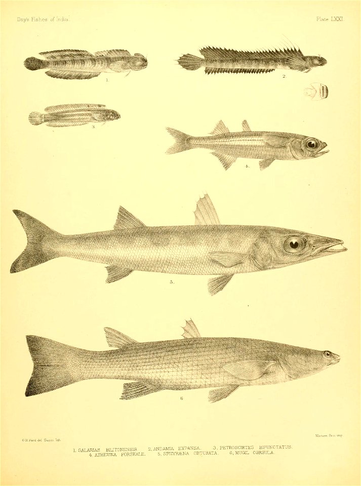 n156_w1150
