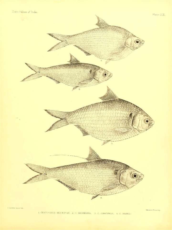 n336_w1150