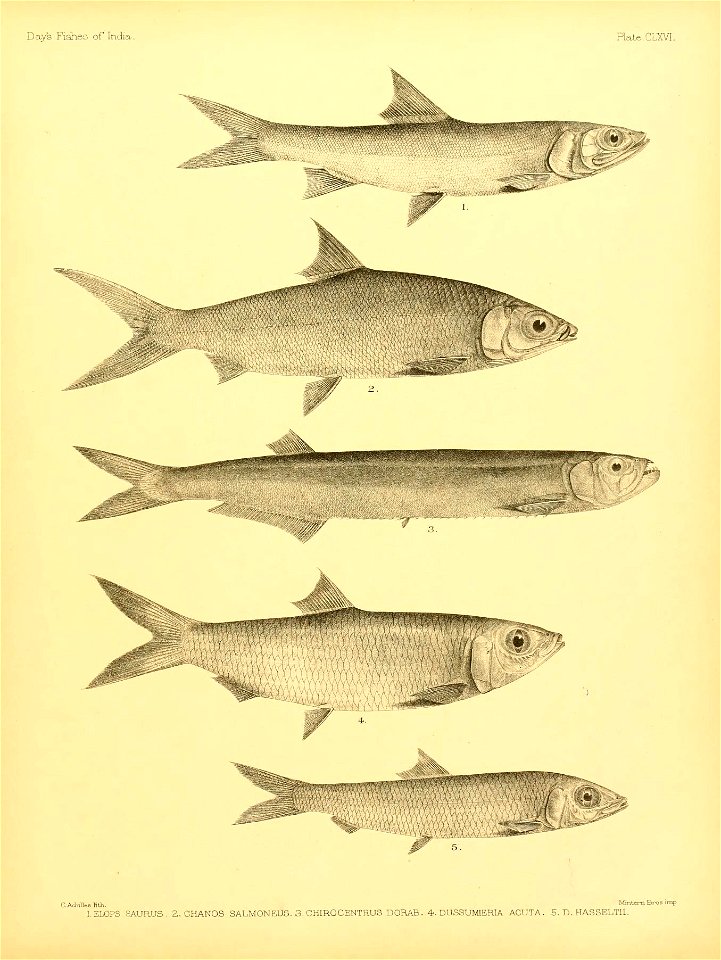 n348_w1150