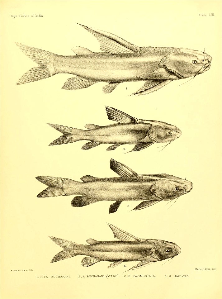 n224_w1150