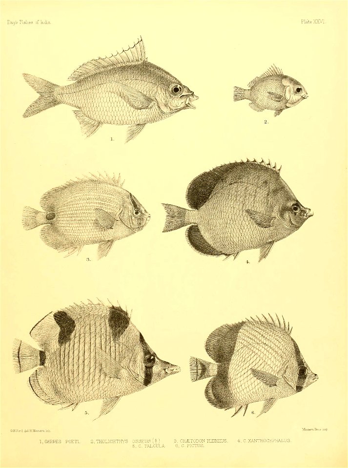 n58_w1150
