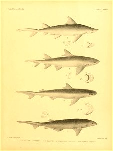 n394_w1150