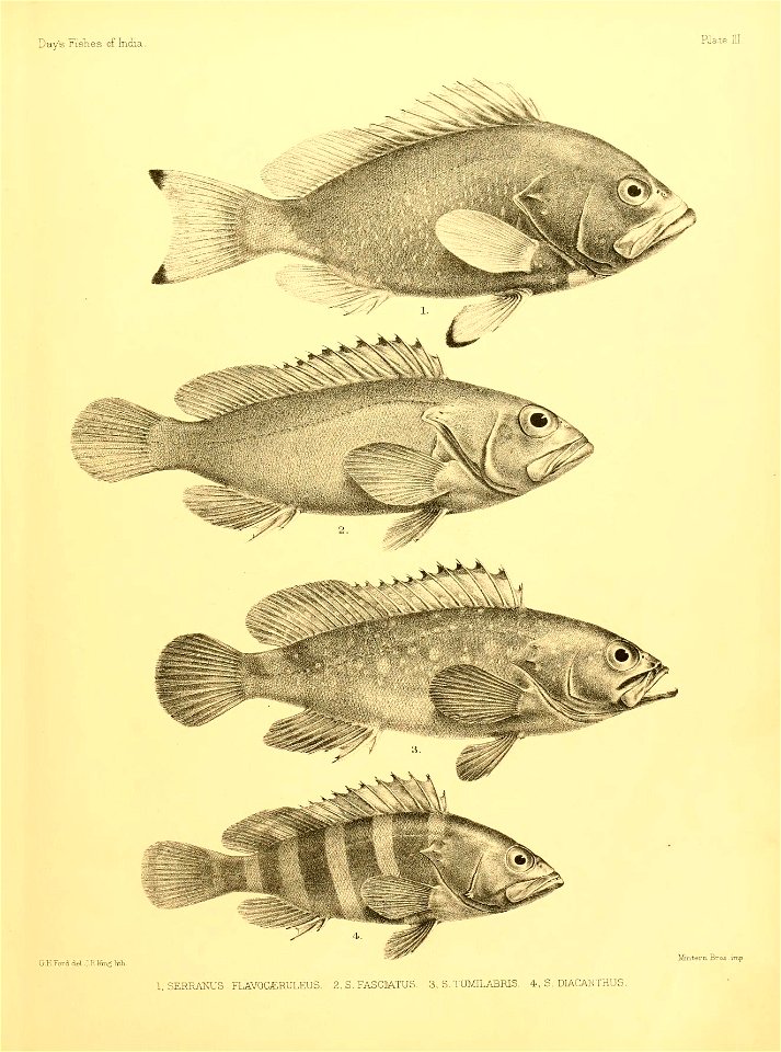 n12_w1150