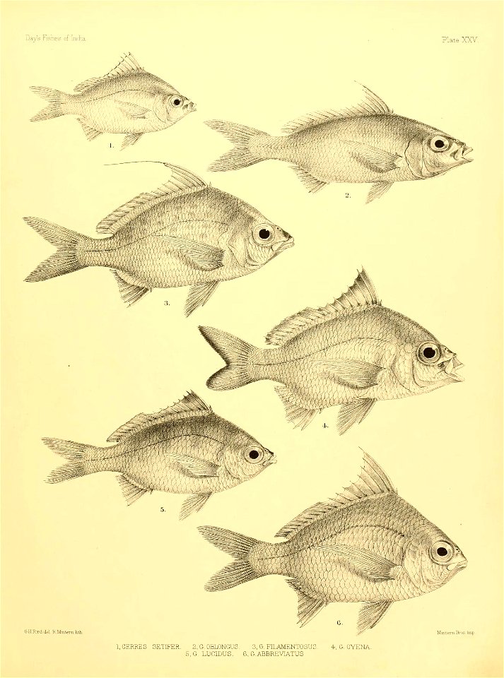 n56_w1150