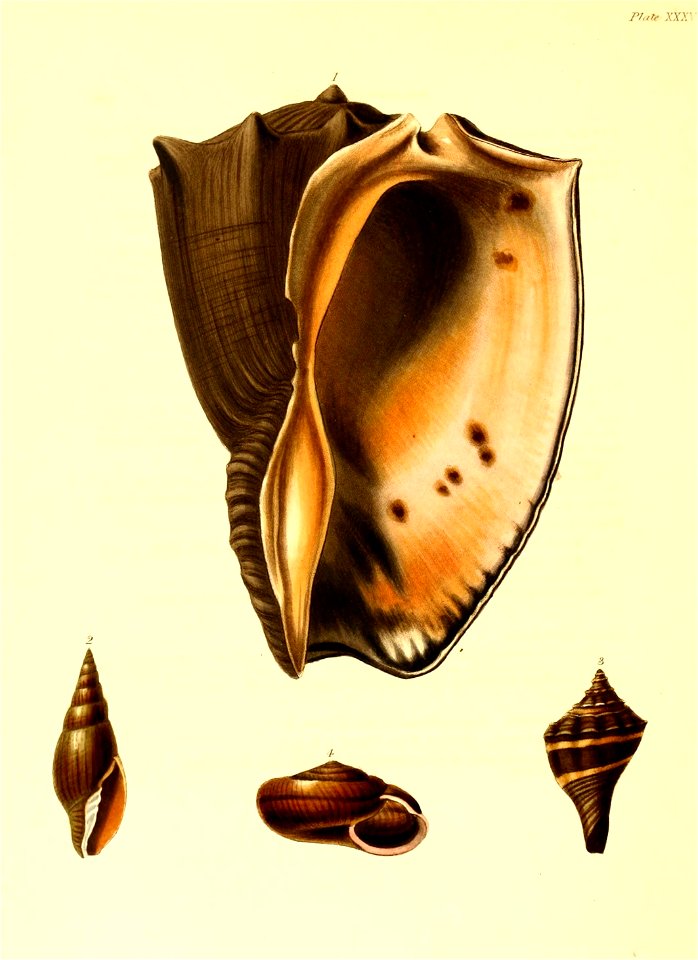 n205_w1150