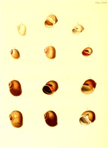 n229_w1150