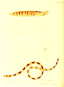 n129_w1150