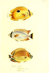 n118_w1150