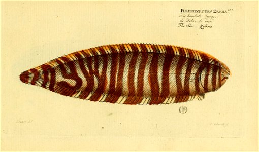n372_w1150