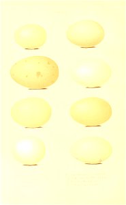 n147_w1150