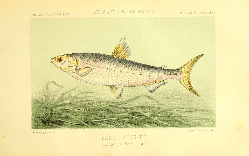 n353_w1150