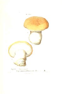 n526_w1150