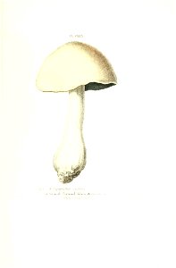 n466_w1150