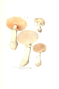 n494_w1150