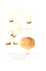 n338_w1150