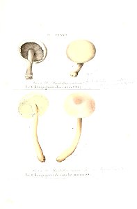 n426_w1150