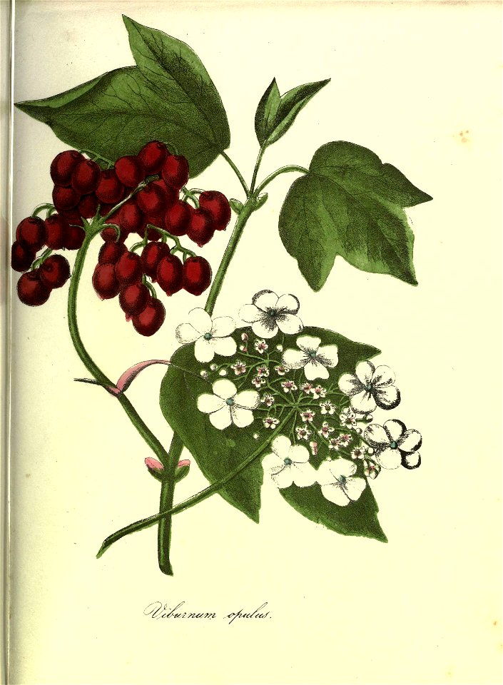 n136_w1150