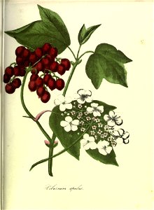 n136_w1150