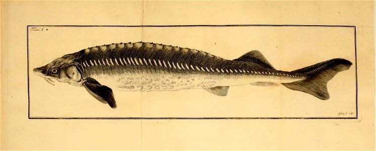 n250_w1150