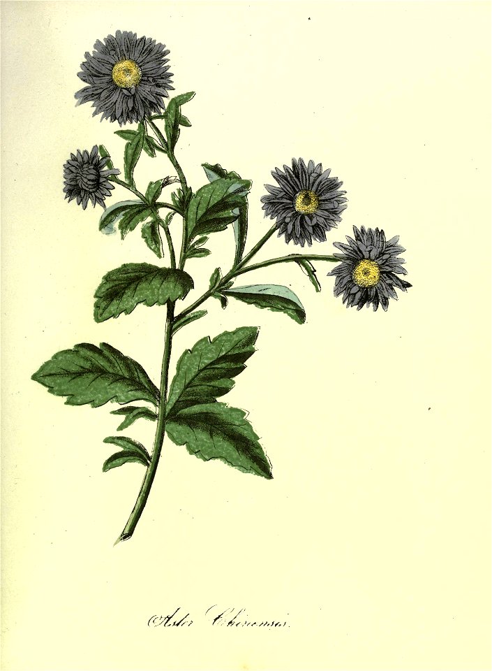 n96_w1150