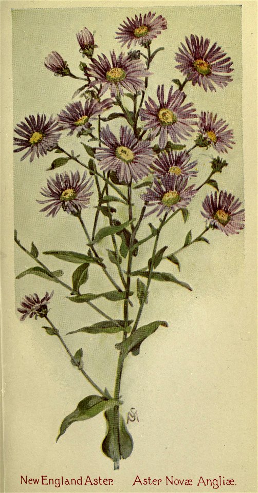 n554_w1150