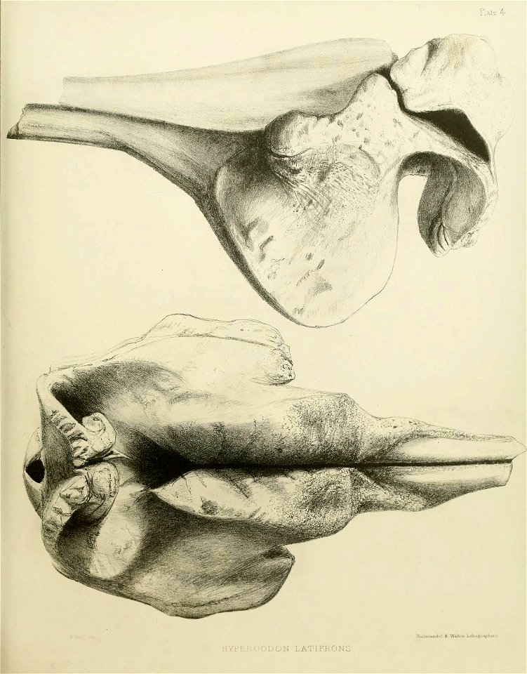 n174_w1150