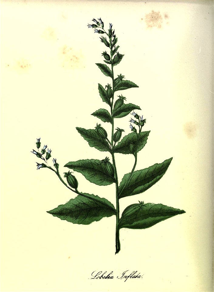 n155_w1150