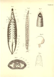 n44_w1150