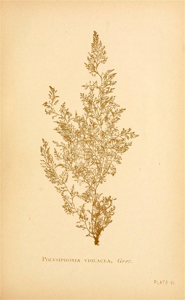 n136_w1150