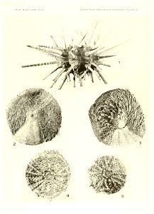 n718_w1150