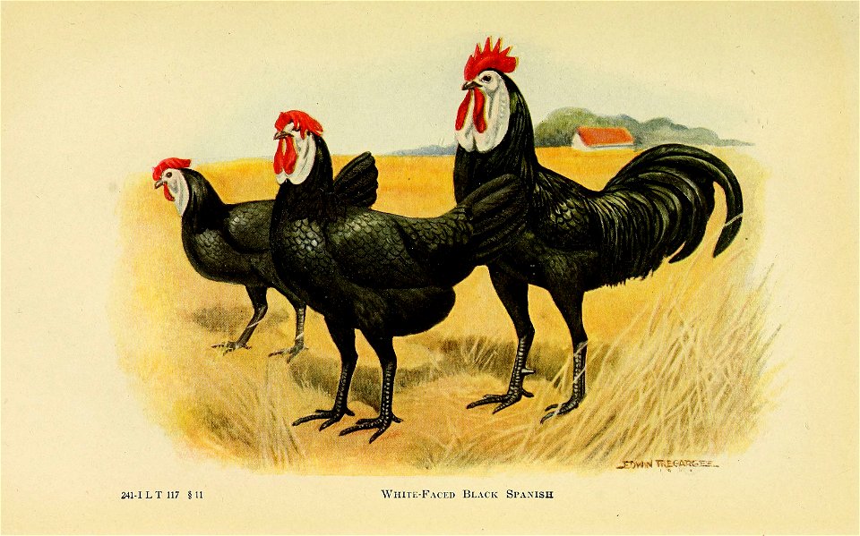 n666_w1150