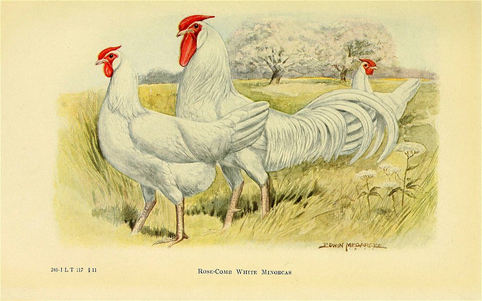 n658_w1150