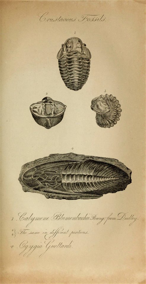 n594_w1150