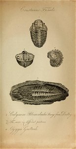 n594_w1150