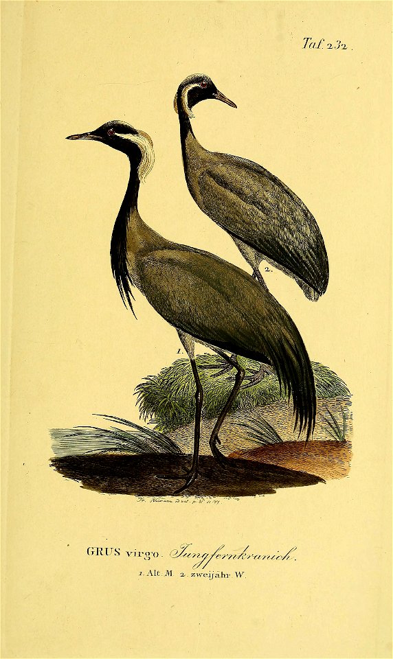 n466_w1150