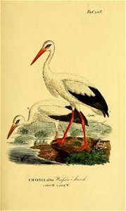 n458_w1150