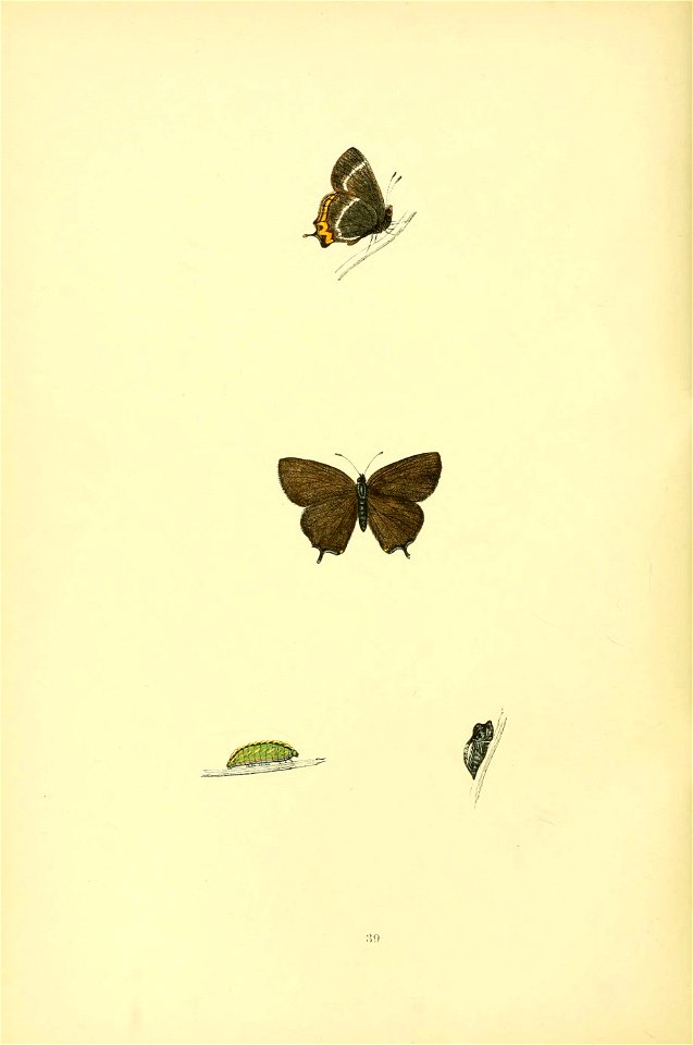 n175_w1150