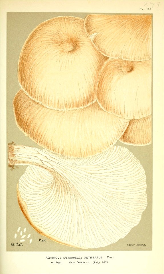 n279_w1150