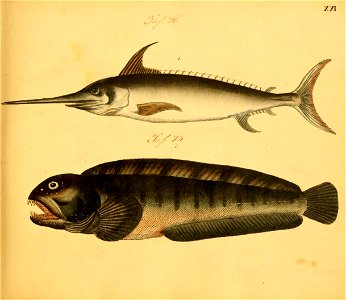 n46_w1150