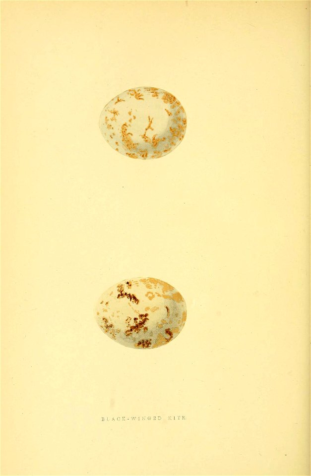 n331_w1150