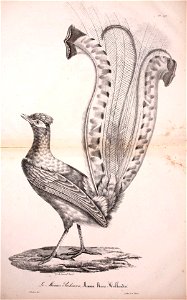 n906_w1150