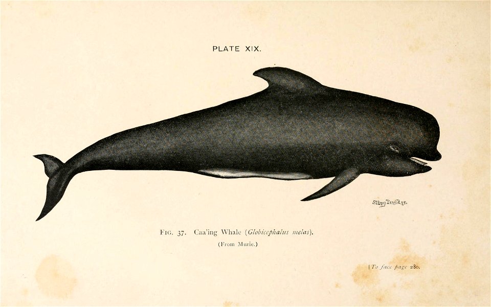 n336_w1150