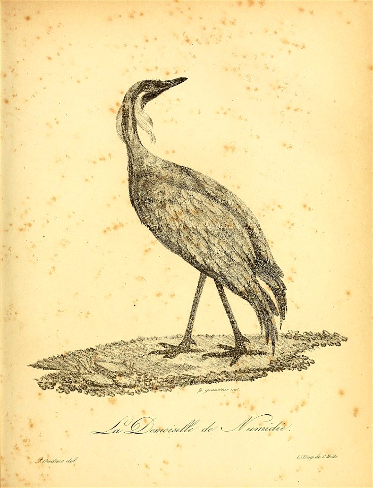 n508_w1150
