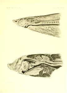 n176_w1150