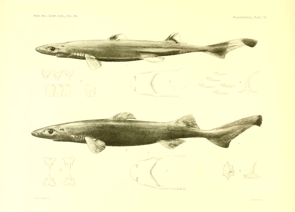n54_w1150